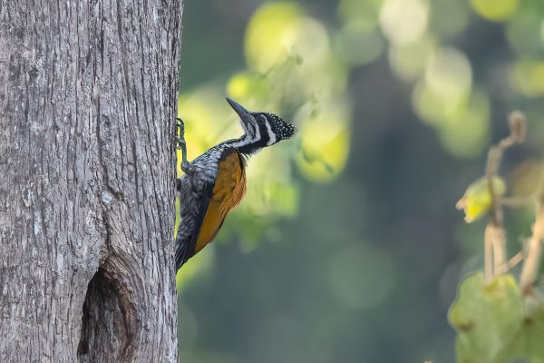 Olive-backed Woodpecker 