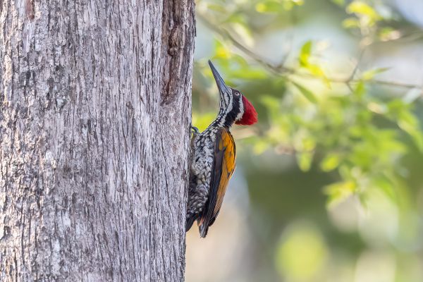 Olive-backed Woodpecker 