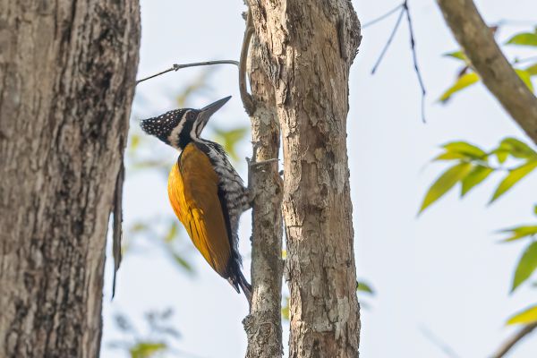 Olive-backed Woodpecker 