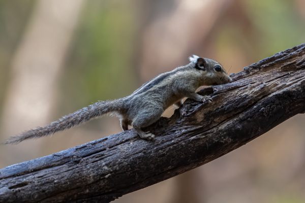 Thai pygmy squirrel