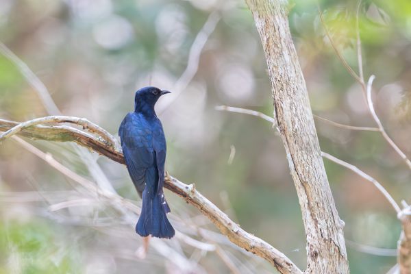 Square-tailed or Fork-tailed Drongo-cuckoo