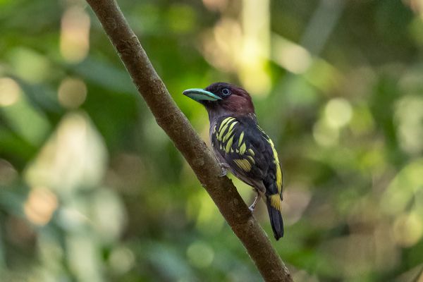 Banded Broadbill 