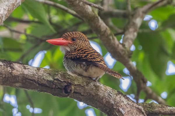 Banded Kingfisher