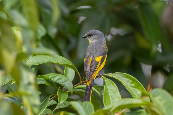 Flame or Scarlet Minivet