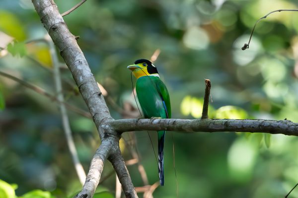 Long-tailed Broadbill