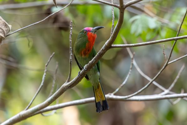 Red-bearded Bee-eater