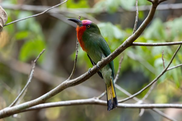 Red-bearded Bee-eater