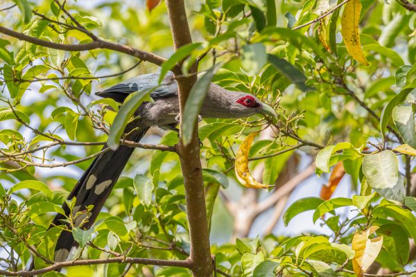 Chestnut-bellied Malkoha