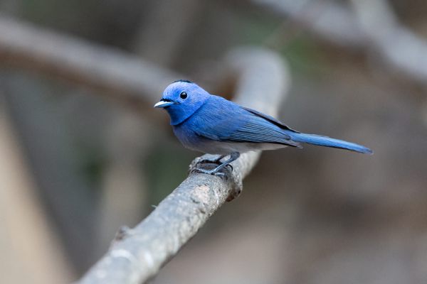 Pale Blue-Flycatcher