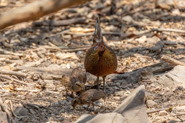 Red Junglefowl