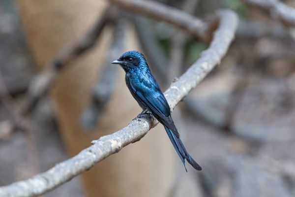 Bronzed Drongo