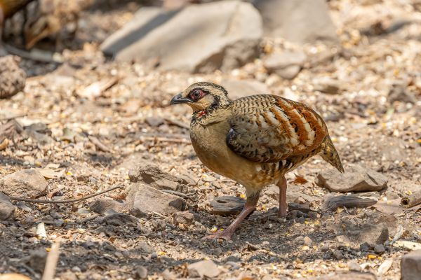 Bar-backed Partridge