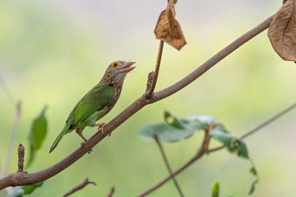 Lineated Barbet