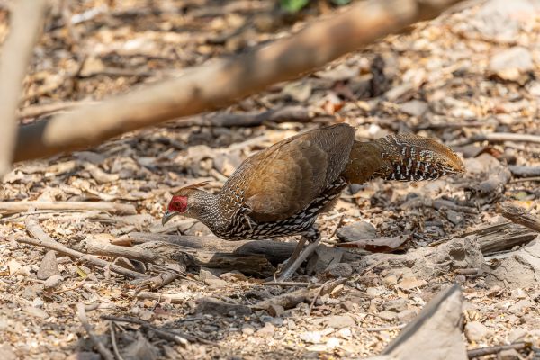 Kalij Pheasant 