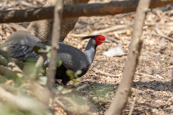 Kalij Pheasant 