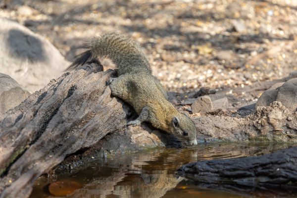 Palla's squirrel