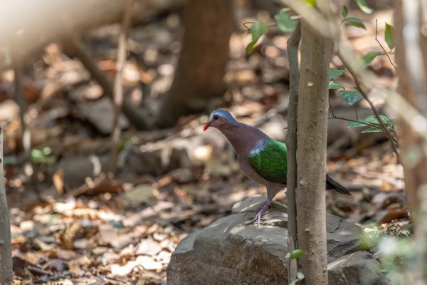 Emerald Dove