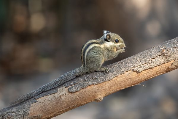 Thai pygmy squirrel
