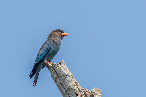 Dollarbird