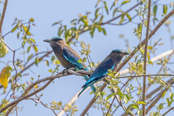 Indochinese Roller