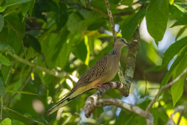 Spotted Dove