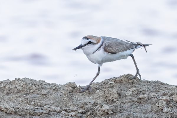 Kentish Plover