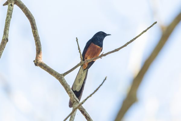 White-rumped shama
