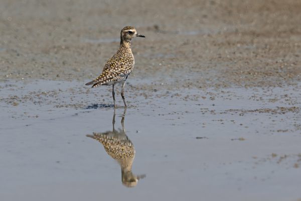 Pacific Golden-Plover