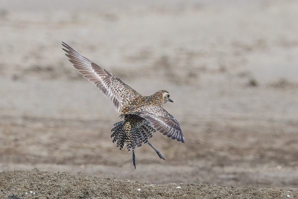 Pacific Golden-Plover