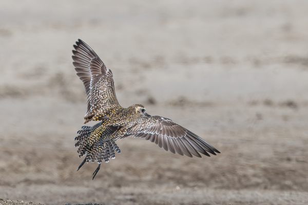 Pacific Golden-Plover
