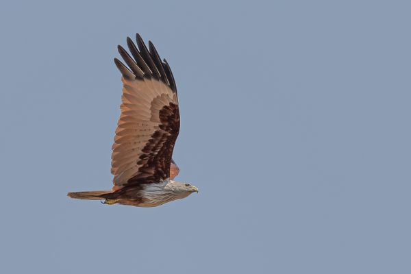 Brahminy Kite