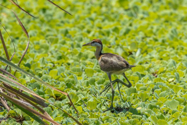 Bronze-winged Jacana