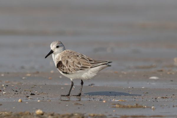 Sanderling