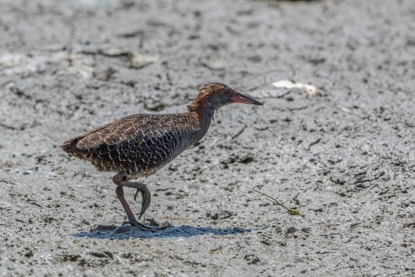 Slaty-breasted Rail