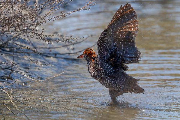 Slaty-breasted Rail