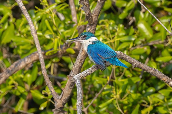 Collared Kingfisher 