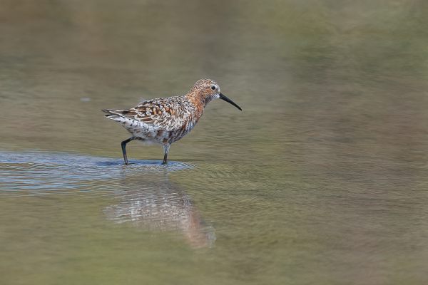 Curlew Sandpiper