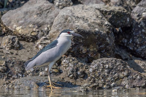 Black-crowned Night-Heron 
