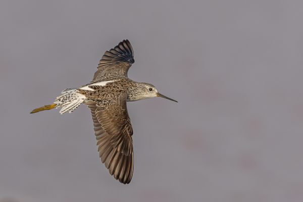Marsh Sandpiper