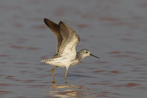 Pacific Golden-Plover