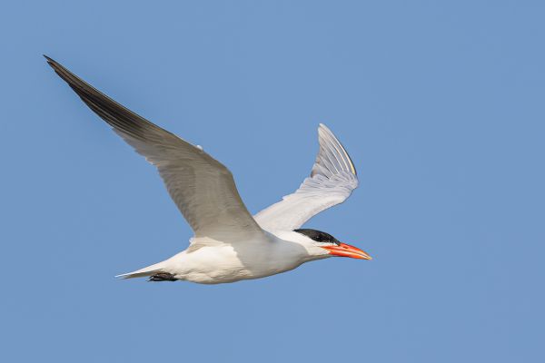 Caspian Tern