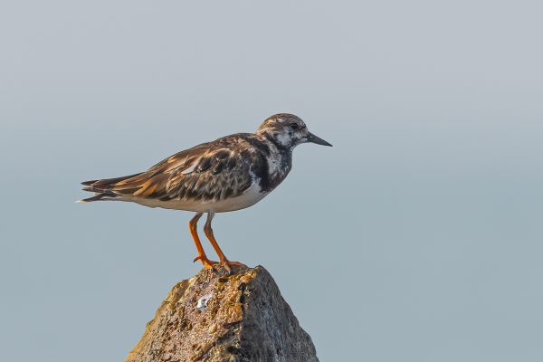 Ruddy Turnstone
