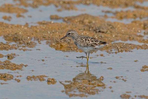Temminck's Stint