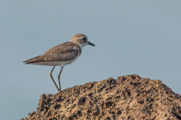 Greater Sand Plover