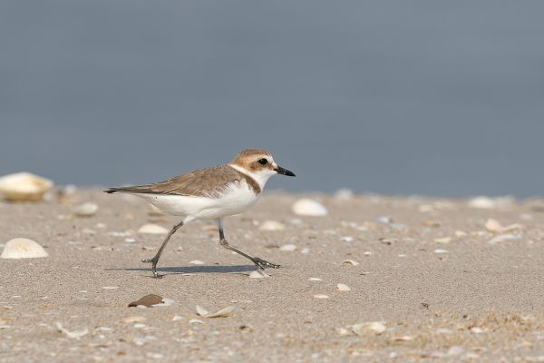 Greater Sand Plover