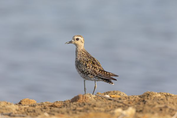 Pacific Golden-Plover