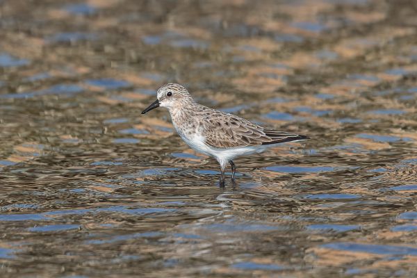 Red-necked Stint