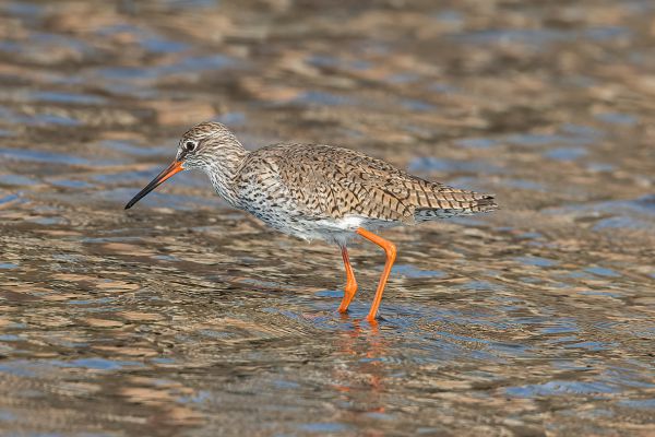 Common Redshank 