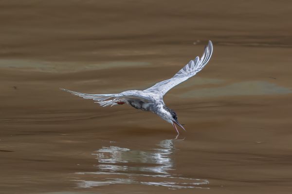 Whiskered Tern