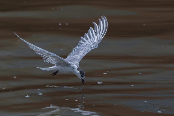 Whiskered Tern